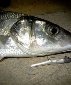 Flash Sale 👏 Savage Mini Sandeel Kit - Lrf - light rock fishing 😀