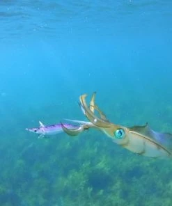 Cheapest 🌟 Tronix Pro Squid Jig - Squid jigs 🛒 -Sea Fishing outlet shop 1411660685 5