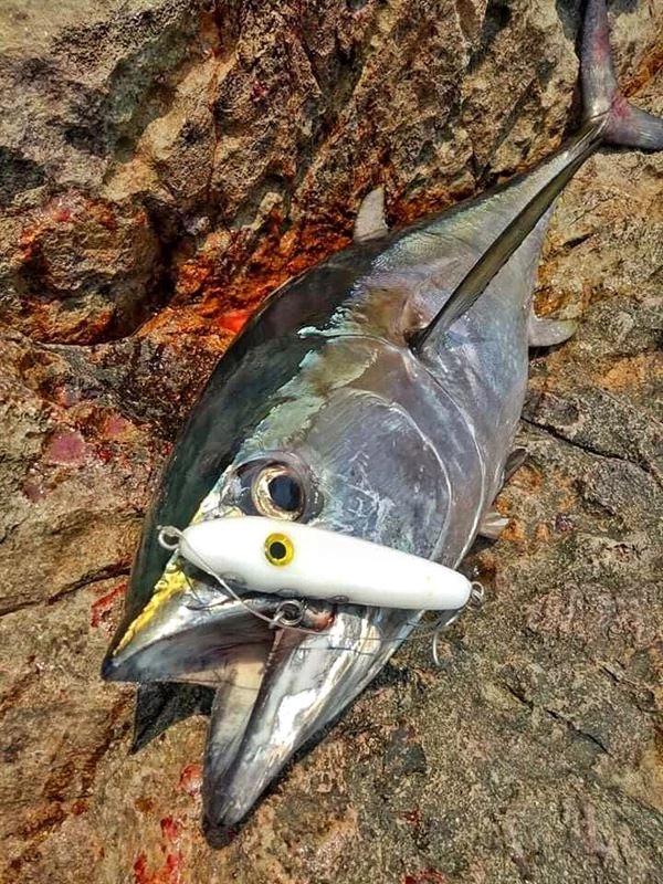 Outlet π₯ Samson Lures Enticer Sub Surface Tweak Bait 30g - Crankbaits & plugs β 1 Outlet π₯ Samson Lures Enticer Sub Surface Tweak Bait 30g - Crankbaits & plugs β