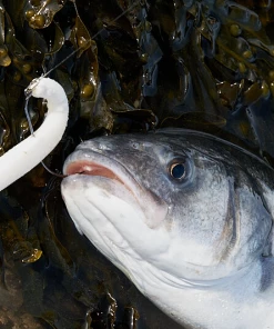 Flash Sale 👍 Savage Gravity Stick Pulsetails - Sandeels 🥰 -Sea Fishing outlet shop 4tm5oxbm637370666868950650