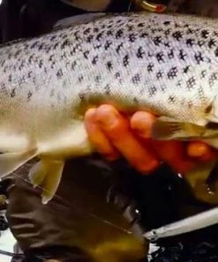 Brand new 👍 Savage 3D Line Thru Sandeels - Crankbaits & plugs 🥰 -Sea Fishing outlet shop b5oucsfw636656084022484189