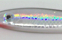 Coupon 😍 Sea Tech Snappers 35g - Metal lures & pirks ⭐ -Sea Fishing outlet shop dzlgcbt2636391021875216377