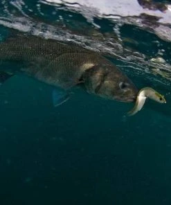 Wholesale 😀 Fiiish Black Minnow Combo - Minnows 👍 -Sea Fishing outlet shop ietj0ofu637774902134910936