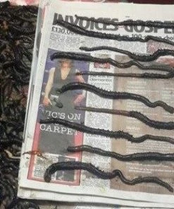 Flash Sale ⭐ Devon Baits Frozen Black Lug - Frozen sea baits ⭐