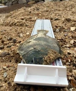 Discount ๐ Ian Golds Match Measures - Tools ๐งจ