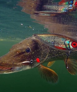 Discount 😀 Rapala X-Rap Haku 14cm - Crankbaits & plugs ✨ -Sea Fishing outlet shop oh4kcxla637442216808448557