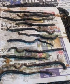 Flash Sale ⭐ Devon Baits Frozen Black Lug - Frozen sea baits ⭐ -Sea Fishing outlet shop sxtnbdpq635985782161240571