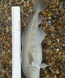 Discount 🎉 Ian Golds Match Measures - Tools 🧨 -Sea Fishing outlet shop t0whgtoe635905420753835954