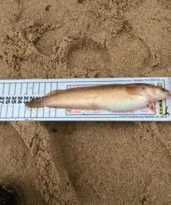 Discount 🎉 Ian Golds Match Measures - Tools 🧨 -Sea Fishing outlet shop yglcibjx635905420754771960